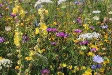 Projekt "Bunte Biomasse" - Wildblumen auf dem Feld von Landwirt Richard Schulte © Foto Kreis Paderborn